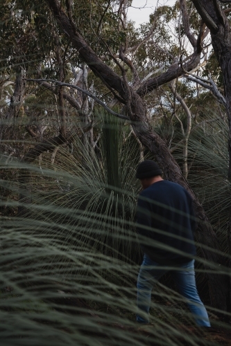 Bushwalking through the Grass Trees - Australian Stock Image