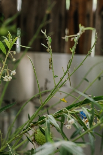 Butterfly caterpillar - Australian Stock Image