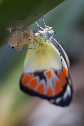 Butterfly emerging from a cocoon - Australian Stock Image