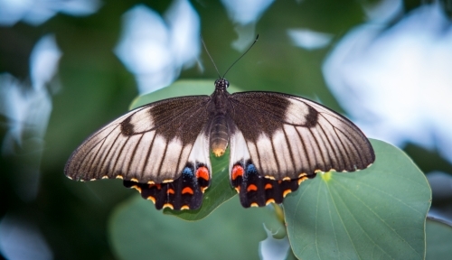 Butterfly landing on leaf in tree - Australian Stock Image