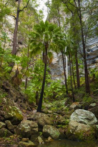 Cabbage Tree Palms and sandstone cliffs - Australian Stock Image