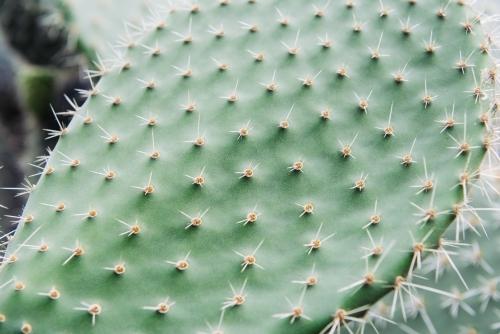 Cactus closeup - Australian Stock Image