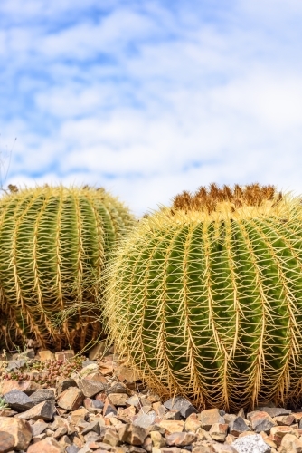 Cactus closeup - Australian Stock Image