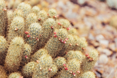Cactus closeup - Australian Stock Image