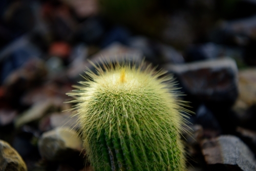 Cactus closeup - Australian Stock Image