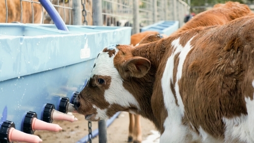 Calf drinking milk - Australian Stock Image