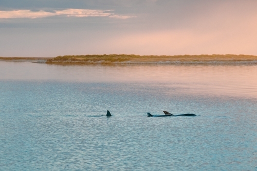 Calm ocean with dolphin dorsal fins at sunrise - Australian Stock Image