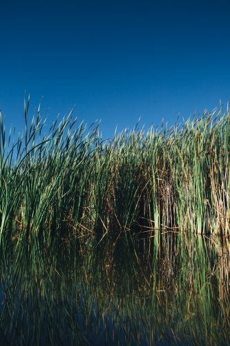 Calm water and river reeds on a clear blue sky day