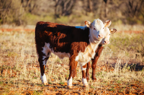 calves graze by the side of the Plenty Hwy near Mount Riddock cattle station in Northern Territory, - Australian Stock Image