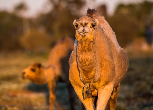 Camel walking on grassland at sunset - Australian Stock Image