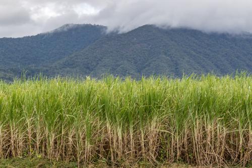 Cane field with cloudy mountain background