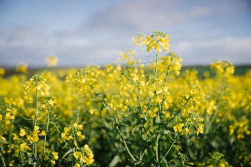 Canola crop at full flower in the Wheatbelt of Western Australia - Australian Stock Image