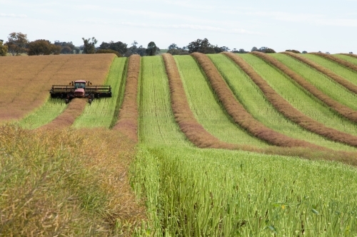 Canola crop cut into windrows to dry before harvest - Australian Stock Image