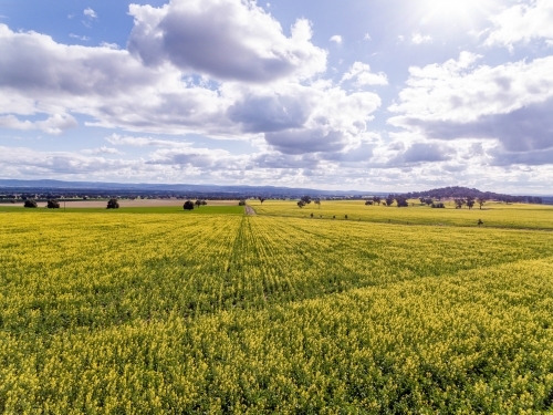 Canola Crop flowering - Australian Stock Image