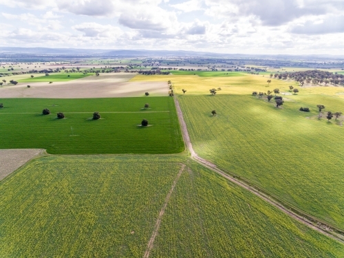 Canola Crops - Australian Stock Image