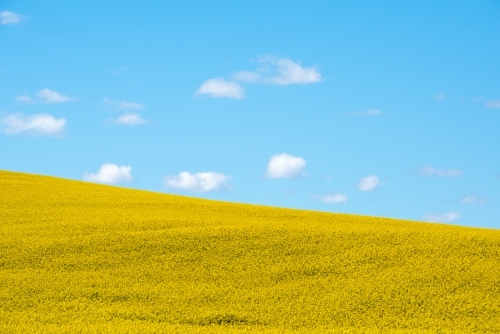 Canola field - horizontal - Australian Stock Image