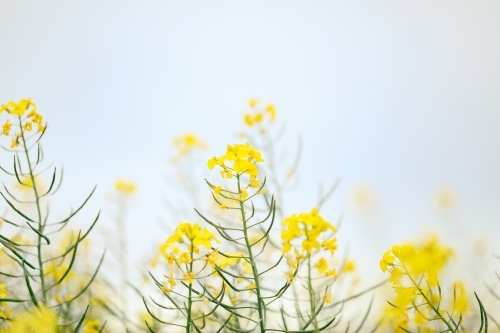 Canola field in full bloom close up image of individual blooms - Australian Stock Image