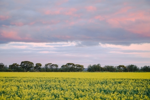 Canola field in full bloom under pink sunset sky - Australian Stock Image