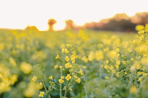 Canola field in full bloom under vibrant sunset sky - Australian Stock Image