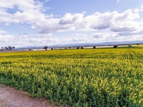 Canola Fielding flower - Australian Stock Image