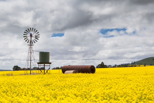 Canola fields shine on a stormy day inbetween Smeaton and Clunes in the Victorian goldfields - Australian Stock Image