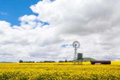 Canola fields shine on a stormy day inbetween Smeaton and Clunes in the Victorian goldfields, Austra - Australian Stock Image