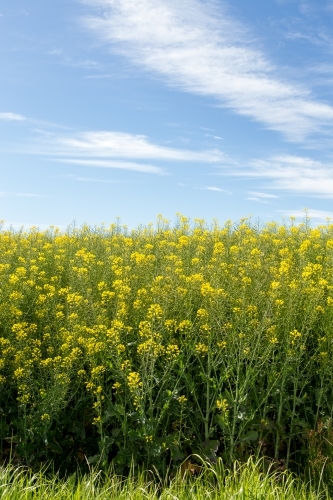 Canola plants - Australian Stock Image