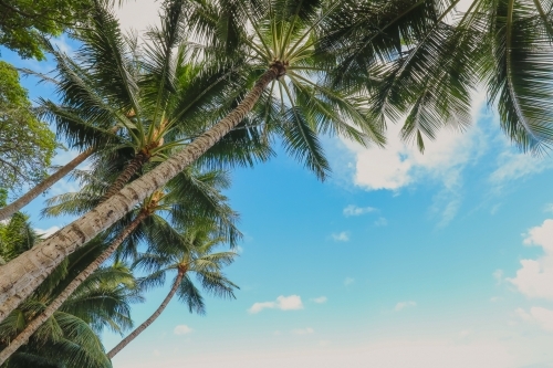 Canopy of palm trees looking up from below with blue sky and clouds in background - Australian Stock Image