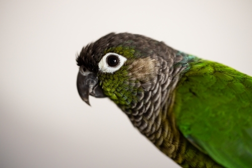 captive Green Cheek Conure on white (Pyrrhura molinae) - Australian Stock Image