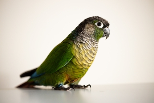 captive Green Cheek Conure with a blue leg ring(Pyrrhura molinae) - Australian Stock Image