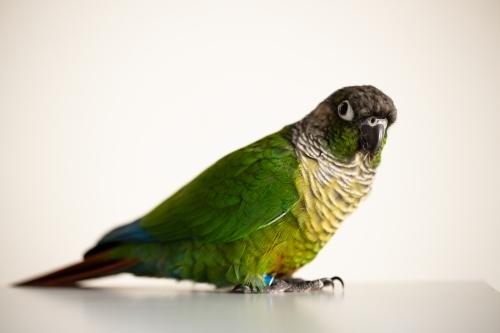 captive Green Cheek Conure with a blue leg ring(Pyrrhura molinae) - Australian Stock Image