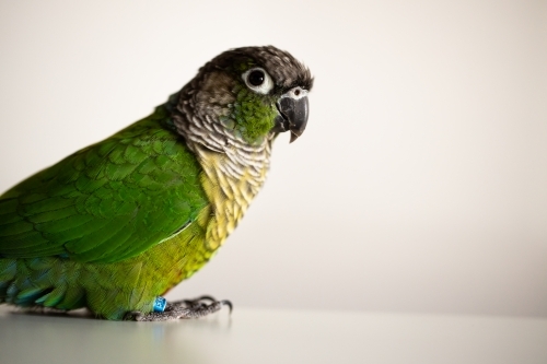 captive Green Cheek Conure with a blue leg ring(Pyrrhura molinae) - Australian Stock Image