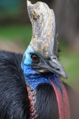 Cassowary Head and Crest - Australian Stock Image