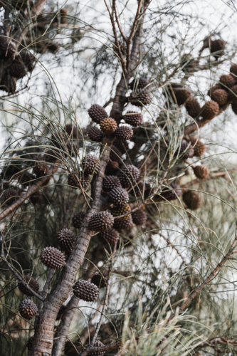 casuarina seed pods in the canopy - Australian Stock Image
