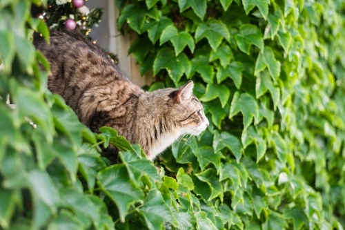 cat in window - Australian Stock Image