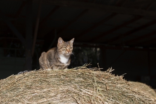 Cat perched on hay bale - Australian Stock Image