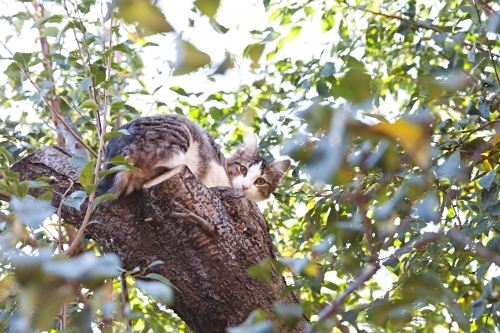 Cat up high in a tree amongst the leaves - Australian Stock Image