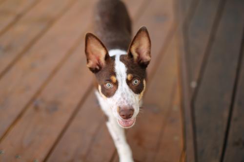Cattle Dog Alert walking on wooden floor - Australian Stock Image