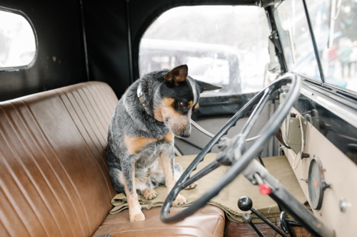 Cattle dog in passenger seat of old car - Australian Stock Image