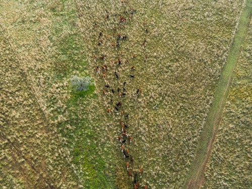 Cattle in paddock walking in the same direction to water - Australian Stock Image