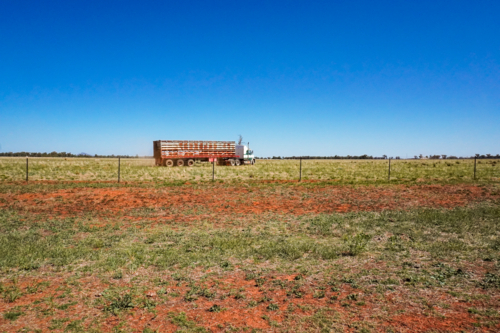 Cattle truck - Australian Stock Image