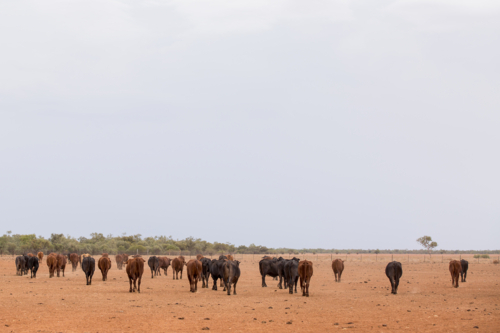 Cattle walking across a dry plain - Australian Stock Image