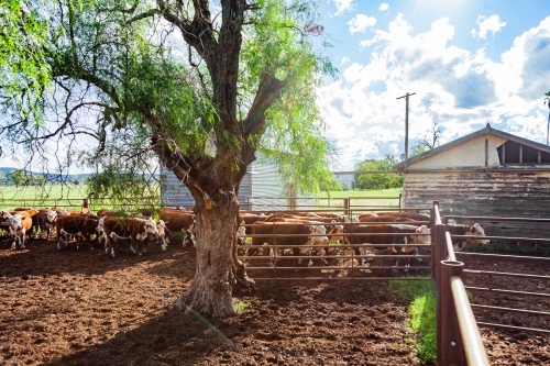 Cattle walking through gate in metal farm stock yards - Australian Stock Image