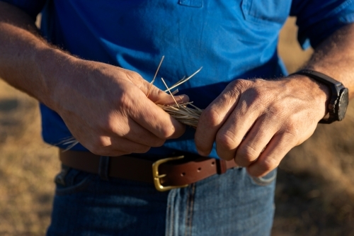 Cattleman's hands testing the grass - Australian Stock Image