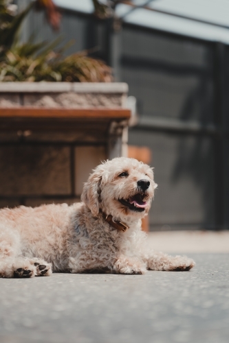 Cavoodle sitting in a backyard enjoying the sun - Australian Stock Image