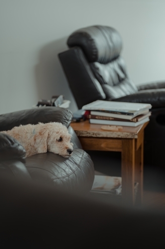 Cavoodle sitting on a lounge room armchair looking thoughtful