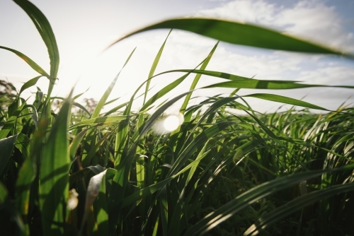 Cereal crop at flag leaf emergence in the Wheatbelt of Western Australia - Australian Stock Image