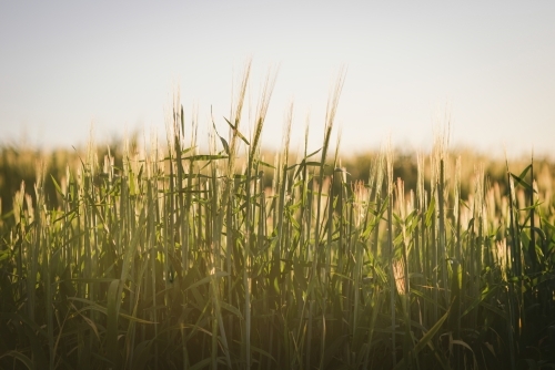 Cereal crop at head emergence in the Wheatbelt of Western Australia - Australian Stock Image