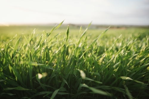 Cereal crop in the Wheatbelt of Western Australia - Australian Stock Image