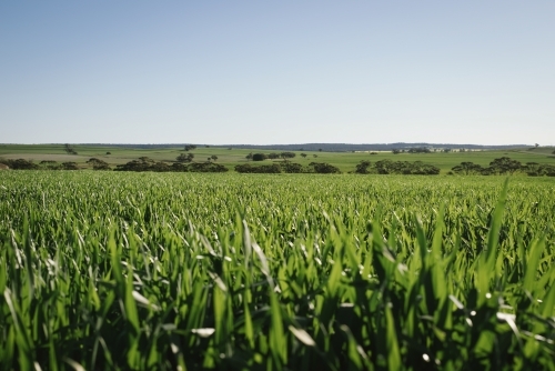 Cereal crop in the Wheatbelt of Western Australia - Australian Stock Image